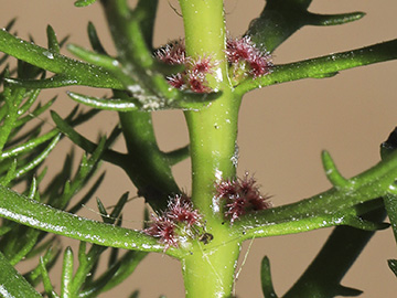 Myriophyllum heterophyllum
