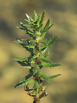 Myriophyllum heterophyllum
