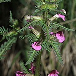 Pedicularis palustris - Sumpf-Läusekraut