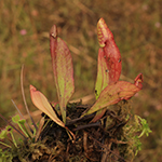 Sarracenia purpurea - Rote Schlauchpflanze