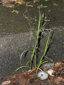 Eragrostis multicaulis
