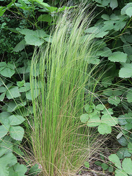 Nassella tenuissima