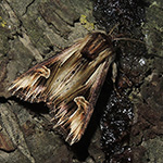 Actinotia polyodon - Vielzahn-Johanniskrauteule