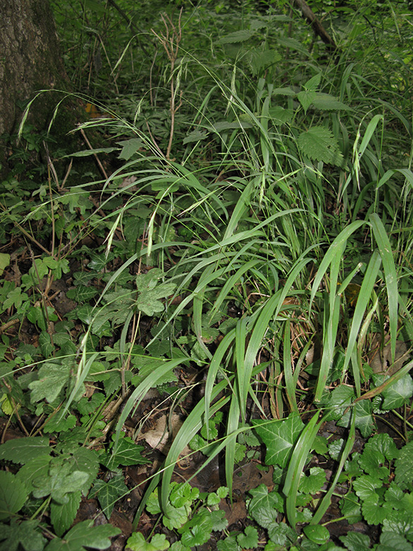 Brachypodium sylvaticum