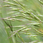 Bromus arvensis - Acker-Trespe