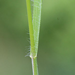 Bromus arvensis - Acker-Trespe