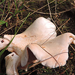 Clitopilus prunulus - Mehl-Räsling
