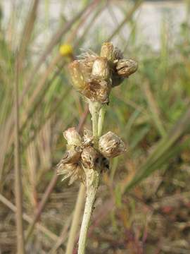 Helichrysum luteolabum