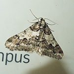 Agriopis leucophaearia - Weißgrauer Breitflügelspanner