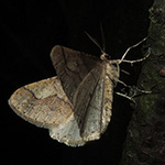 Agriopis marginaria - Graugelber Breitflügelspanner