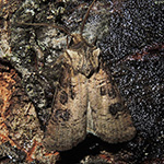 Agrotis clavis - Magerwiesen-Bodeneule
