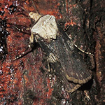 Agrotis puta - Schmalflügelige Erdeule