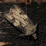Agrotis puta - Schmalflügelige Erdeule