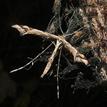 Amblyptilia acanthadactyla - Braune Federmotte