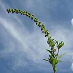 Ambrosia artemisiifolia - Beifuß-Ambrosie
