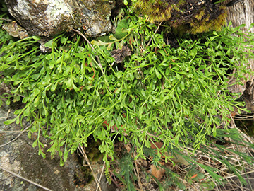 Asplenium alternifolium alternifolium