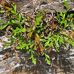Asplenium alternifolium - Deutscher Streifenfarn