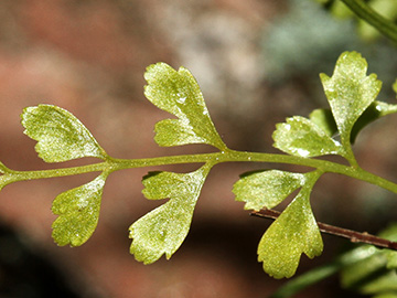 Asplenium alternifolium heufleri