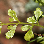 Asplenium ×alternifolium nothosubsp. heufleri