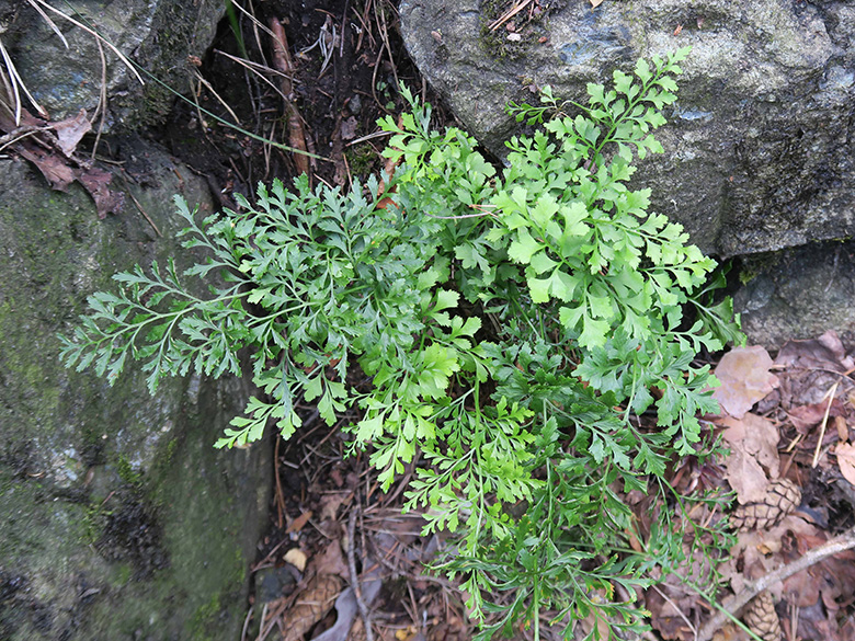 Asplenium cuneifolium