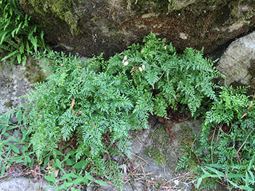 Asplenium cuneifolium