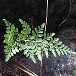 Asplenium cuneifolium - Serpentin-Streifenfarn