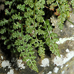 Asplenium fontanum - Jura-Streifenfarn