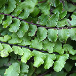 Asplenium trichomanes subsp. hastatum - Spießfiedriger Braunstieliger Streifenfarn