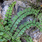 Asplenium trichomanes subsp. pachyrachis - Dickstieliger Braunstieliger Streifenfarn
