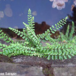Asplenium trichomanes subsp. trichomanes - Silikatliebender Braunstieliger Streifenfarn