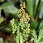 Botrychium matricariifolium - Ästige Mondraute