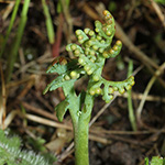 Botrychium matricariifolium - Ästige Mondraute