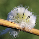 Calliteara pudibunda - Buchenstreckfuß (Raupe)