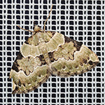 Colostygia pectinataria - Prachtgrüner Bindenspanner