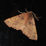 Colotois pennaria - Federfühler-Herbstspanner