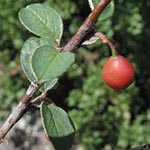 Cotoneaster integerrimus - Gewöhnliche Zwergmispel