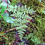 Cystopteris montana - Berg-Blasenfarn