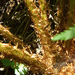 Dryopteris borreri - Borrers Spreuschuppiger Wurmfarn