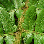 Dryopteris borreri - Borrers Spreuschuppiger Wurmfarn