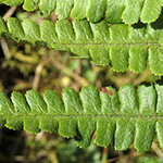 Dryopteris cambrensis - Walisischer Wurmfarn