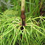 Equisetum ×lofotense - Lofoten-Schachtelhalm