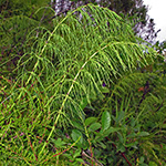 Equisetum ×lofotense - Lofoten-Schachtelhalm