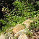 Equisetum ×mildeanum - Mildes Schachtelhalm