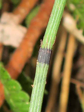 Equisetum trachyodon