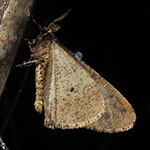 Erannis defoliaria - Großer Frostspanner
