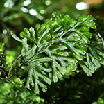 Hymenophyllum tunbrigense - Englischer Hautfarn