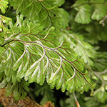 /pflanzenbilder_farne/Hymenophyllum_tunbrigense.htm