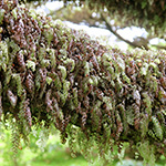 Hymenophyllum tunbrigense - Englischer Hautfarn