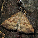 Hypena proboscidalis - Nessel-Schnabeleule
