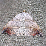 Laspeyria flexula - Sicheleule